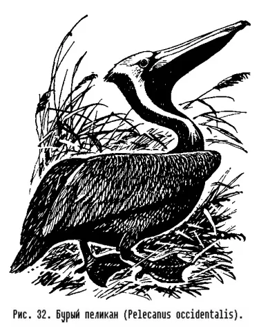 Сімейство пелікани (pelecanidae) - це (зменшення питомої ваги) Сімейство пелікани (pelecanidae) - це