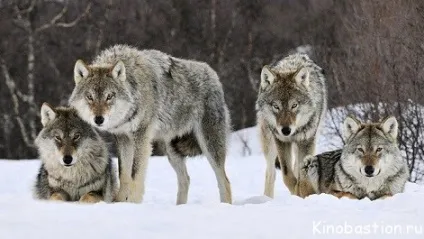 Серіали, кінобастіон