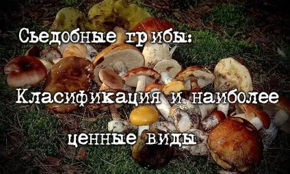 Їстівні гриби класифікація, категорії, особливості - last day club (гриби) Їстівні гриби класифікація, категорії, особливості - last day club
