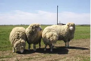 Північнокавказька порода овець - agroxxi (тваринництво) Північнокавказька порода овець - agroxxi