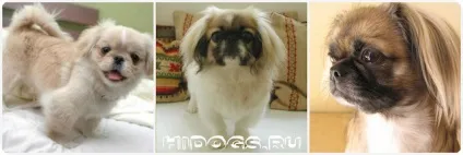 Цуценята пекінеса особливості догляду, характер, виховання (фото) (щенки) Цуценята пекінеса особливості догляду, характер, виховання (фото)