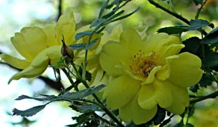 Шипшина декоративний розмноження, посадка і догляд (декоративний) Шипшина декоративний розмноження, посадка і догляд
