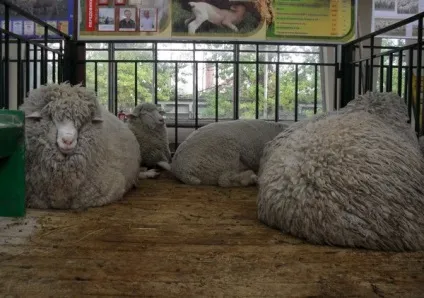 Північнокавказька порода овець - agroxxi (agroxxi) Північнокавказька порода овець - agroxxi