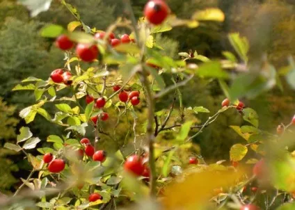 Шипшина догляд, полив, фото, пересадка і розмноження (полив) Шипшина догляд, полив, фото, пересадка і розмноження