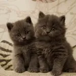 Шотландська прямоухая довгошерста кішка (50 фото) шотландський висловухий кошеня, порода хайленд