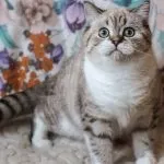 Шотландська прямоухая довгошерста кішка (50 фото) шотландський висловухий кошеня, порода хайленд