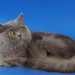 Шотландська прямоухая довгошерста кішка (50 фото) шотландський висловухий кошеня, порода хайленд