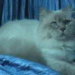 Шотландська прямоухая довгошерста кішка (50 фото) шотландський висловухий кошеня, порода хайленд
