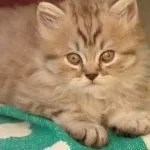 Шотландська прямоухая довгошерста кішка (50 фото) шотландський висловухий кошеня, порода хайленд