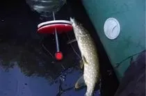 Щука на джиг головку (головку) Щука на джиг головку