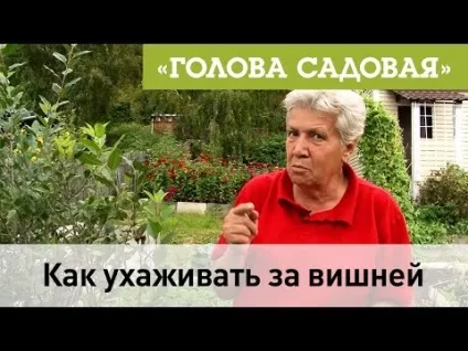 Сибірська вишня посадка і догляд, вирощування на півночі і хвороби (вирощування) Сибірська вишня посадка і догляд, вирощування на півночі і хвороби