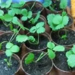 Скарифікація насіння в домашніх умовах, що це і як виробляти (насіння) Скарифікація насіння в домашніх умовах, що це і як робити