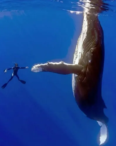 Синій кит, вага, розміри, відео