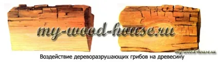 Синьова і цвіль на матеріалах з деревини, дерев'яні будинки (обробити нейтралізуючим складом) Синьова і цвіль на матеріалах з деревини, дерев'яні будинки