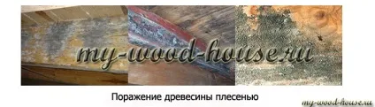 Синьова і цвіль на матеріалах з деревини, дерев'яні будинки (антисептування) Синьова і цвіль на матеріалах з деревини, дерев'яні будинки