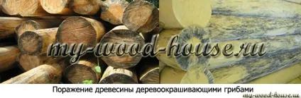 Синьова і цвіль на матеріалах з деревини, дерев'яні будинки (антисептування) Синьова і цвіль на матеріалах з деревини, дерев'яні будинки
