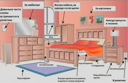 Симптоми і ознаки постільних клопів в квартирі