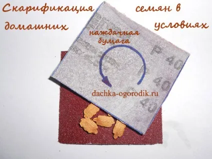 Скарифікація насіння в домашніх умовах (умовах) Скарифікація насіння в домашніх умовах