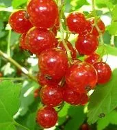 Смородина і її корисні властивості