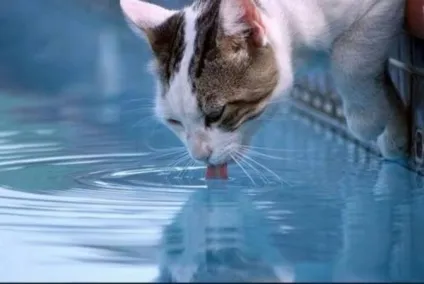 Скільки води потрібно в день кішці (скільки) Скільки води потрібно в день кішці
