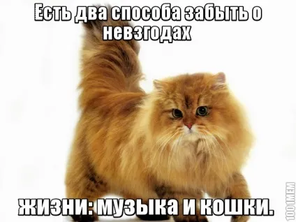 Скільки води повинна пити кішка, рудий кіт (акваріуми в Харкові) Скільки води повинна пити кішка, рудий кіт