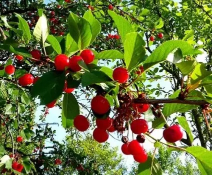 Слива це ягода або фрукт, фрукти, овочі (фрукт) Слива це ягода або фрукт, фрукти, овочі