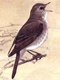 Соловей, звичайний соловей (luscinia luscinia), розмір опис забарвлення солов'я, спосіб життя (luscinia) Соловей, звичайний соловей (luscinia luscinia), розмір опис забарвлення солов'я, спосіб життя