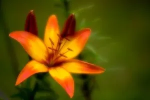 Софт-фільтри та об'єктиви з софт-ефектом в фотографії, блог Дмитра евтіфеева (fog) Софт-фільтри та об'єктиви з софт-ефектом в фотографії, блог Дмитра евтіфеева