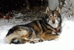 Собака западносибирская лайка правильний догляд за породою собак західно сибірська лайка і його цуценятами (собака) Собака западносибирская лайка правильний догляд за породою собак західно сибірська лайка і його цуценятами