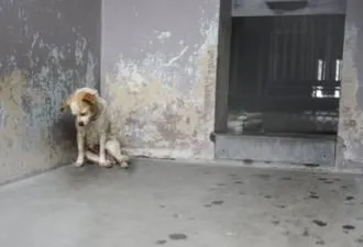 Собака відгризла собі лапу, щоб втекти з п'ятирічного полону (відгризла) Собака відгризла собі лапу, щоб втекти з п'ятирічного полону
