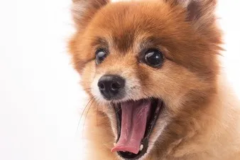 Собака лежить вектори, фото і psd файли, скачати (червона собака лежить білому) Собака лежить вектори, фото і psd файли, скачати