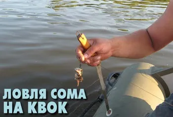 Сом людожер - випадки нападу! (Нападу) Сом людожер - випадки нападу!
