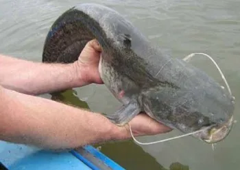 Сом людожер - випадки нападу! (Нападу) Сом людожер - випадки нападу!