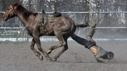 Події в світі тварин «news in photo (події) Події в світі тварин «news in photo