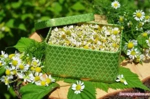 Сонник ромашки білі великі в букеті уві сні бачити до чого сняться (букеті) Сонник ромашки білі великі в букеті уві сні бачити до чого сняться