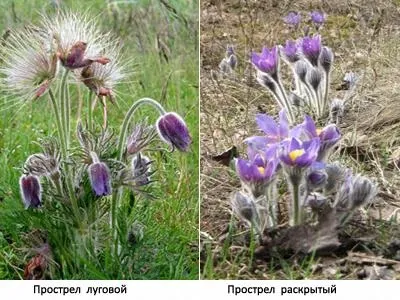 Сон-трава (простріл луговий) фото, лікувальні властивості, застосування