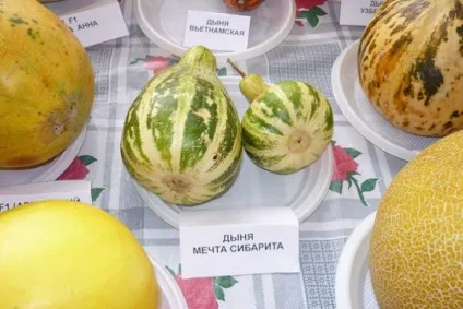 Сорти динь для сибіру кращі сорти для відкритого грунту, коли сіяти диню на розсаду, вирощування,