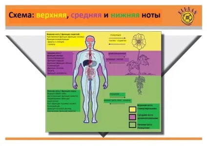 Поради по змішуванню ефірних масел, vivasan енергія здоров'я (поради) Поради по змішуванню ефірних масел, vivasan енергія здоров'я