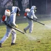 Засоби від колорадського жука і дротяників на картоплі (кошти) Засоби від колорадського жука і дротяників на картоплі