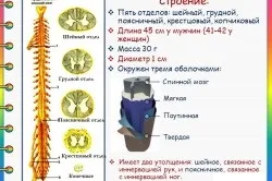 Спинний мозок людини