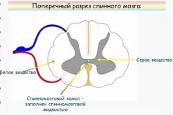 Спинний мозок людини