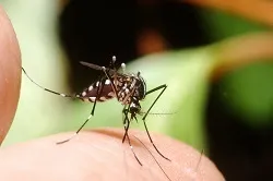 Засоби від комарів для дітей, бебіклад (кошти комарів дітей) Засоби від комарів для дітей, бебіклад