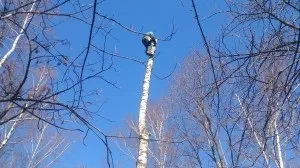 Спиляти сухе дерево по частинах в москві, ціна на послуги (дерево) Спиляти сухе дерево по частинах в москві, ціна на послуги