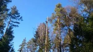 Спиляти сухе дерево по частинах в москві, ціна на послуги (спиляти дерево в москві) Спиляти сухе дерево по частинах в москві, ціна на послуги