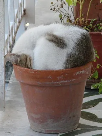 сплячі коти