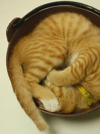 сплячі коти