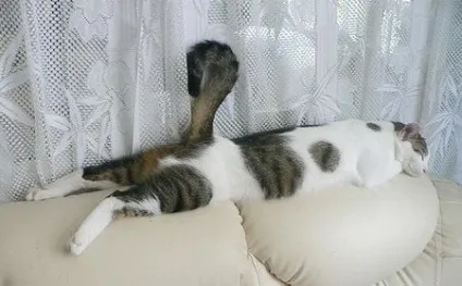сплячі коти