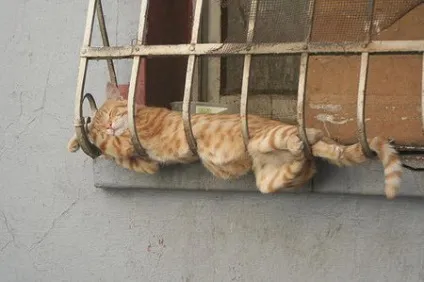 сплячі коти