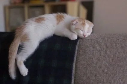 сплячі коти