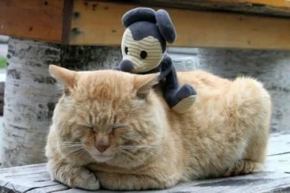 сплячі коти